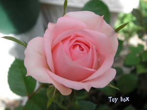 2009515e.jpg