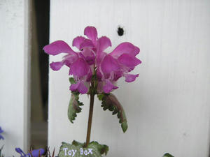 2009515g.jpg