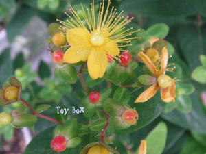2009516f.jpg
