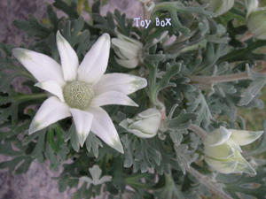 2009516g.jpg