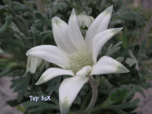 2009516h.jpg