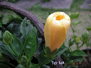 2009516a.jpg
