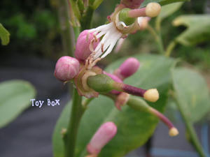 2009517g.jpg