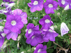 2009517a.jpg