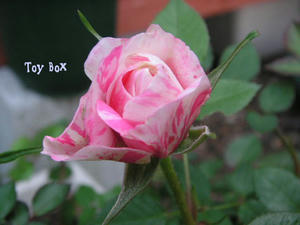 2009520g.jpg