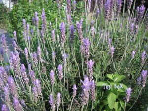 2009523a.jpg