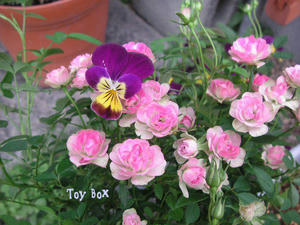 2009523f.jpg