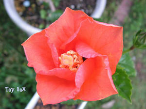 2009520j.jpg