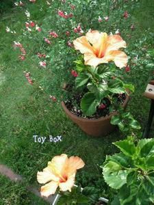 2009521a.jpg