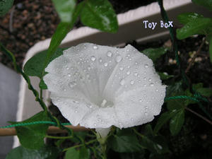 2009527.jpg
