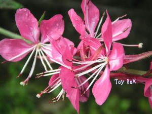2009527a.jpg