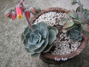 2009528a.jpg