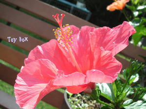 20090601b.jpg