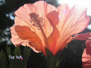20090601c.jpg