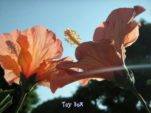 20090601d.jpg