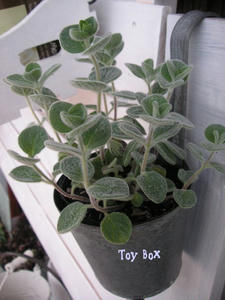 20090602b.jpg