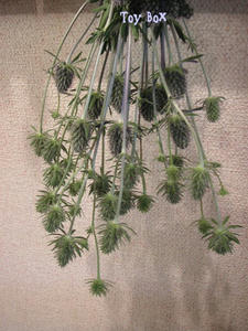 20090602d.jpg