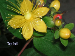 20090603.jpg