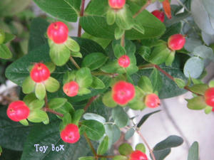 20090603a.jpg