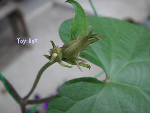 20090604.jpg