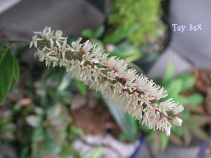 20090604b.jpg