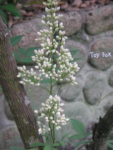 20090604c.jpg