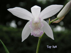 20090605a.jpg