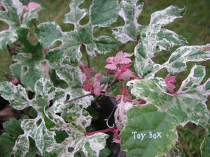 20090605c.jpg