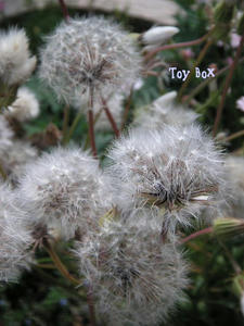 20090606h.jpg