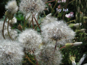 20090606i.jpg
