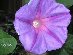 20090606.jpg