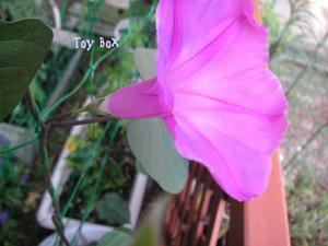 20090607c.jpg
