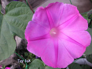 20090607d.jpg
