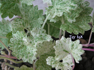 20090606g.jpg