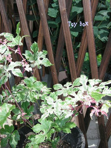20090606a.jpg