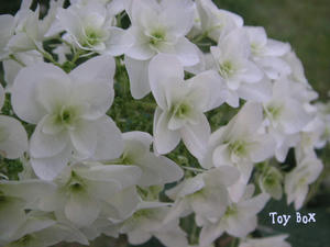 20090606d.jpg