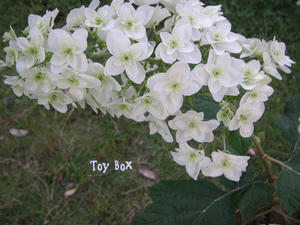 20090606e.jpg