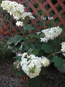 20090607.jpg