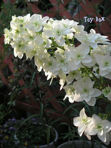 20090607a.jpg