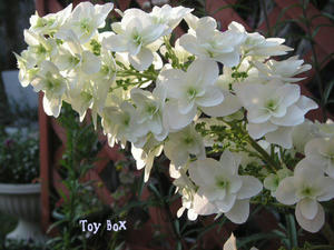 20090607b.jpg