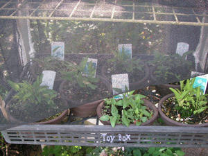 20090608d.jpg
