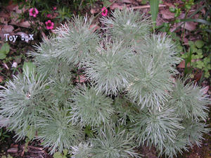 20090608e.jpg