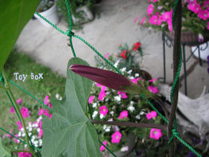 20090609.jpg