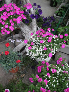 20090609a.jpg