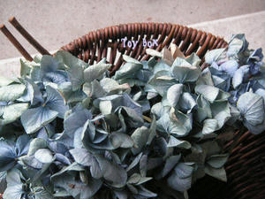 20090609c.jpg