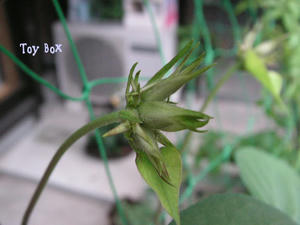 20090609d.jpg