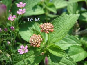 20090613a.jpg
