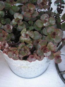 20090613d.jpg