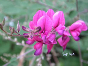 20090614b.jpg