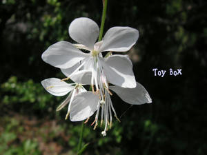 20090615l.jpg
